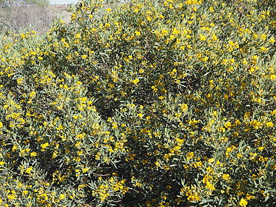 Senna artemisioides ssp. quadrifolia p Denzel Murfet Parachilna